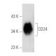 CD24 Antibody (M1/69.16.11.HL) - Western Blotting - Image 354700 