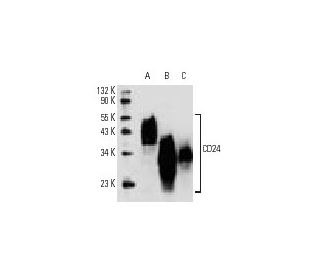 CD24 Antibody (M1/69) - Western Blotting - Image 10633 