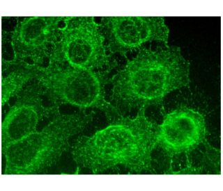 CD24 Antibody (SN3) - Immunofluorescence - Image 296857 