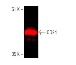 CD24 Antibody (SN3) - Western Blotting - Image 375331The Double Nickase Plasmid features a U6 promoter for sgRNA expression, a 20 nt targeting sequence, and a gRNA scaffold to guide Cas9n. It includes a CBh promoter for Cas9n (D10A) and puromycin resistance, GFP for transfection verification, and nuclear localization signals (NLS). The 2A peptide allows co-expression of Cas9n and Puro from a single promoter, enabling precise genome editing with reduced off-target effects.