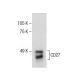 CD27 Antibody (F-8) - Western Blotting - Image 286015