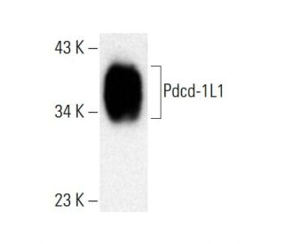 CD274/PD-L1 Antibody (D-8) - Western Blotting - Image 386919SAM Transcription Activation: SAM system utilizing dCas9-VP64, MS2-P65-HSF1, and sgRNA for precise gene transcription activation. 