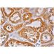 CD27L Antibody (G-7) - Immunohistochemistry - Image 286397