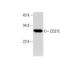 CD27L Antibody (G-7) - Western Blotting - Image 143393 