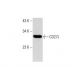 CD27L Antibody (G-7) - Western Blotting - Image 143393 