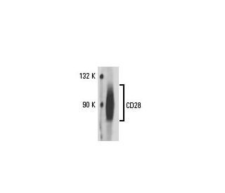 CD28 Antibody (3H1179) - Western Blotting - Image 18168 