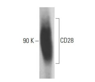CD28 Antibody (6A266) - Western Blotting - Image 18166