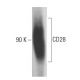 CD28 Antibody (6A266) - Western Blotting - Image 18166
