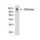 CD28 Antibody (CD28.1) - Western Blotting - Image 17933 
