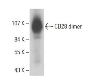 CD28 Antibody (CD28.2) - Western Blotting - Image 17934 