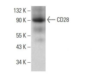 CD28 Antibody (YTH 913.12) - Western Blotting - Image 381101 