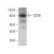 CD28 Antibody (YTH 913.12) - Western Blotting - Image 381101 