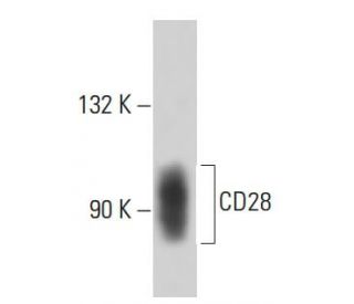 CD28 Antibody (2Q1293) - Western Blotting - Image 18116