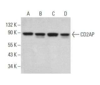 CD2AP Antibody (B-4) - Western Blotting - Image 372361 