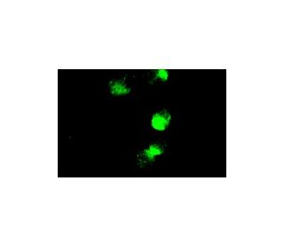 CD3 Antibody (17A2) - Immunofluorescence - Image 4694 