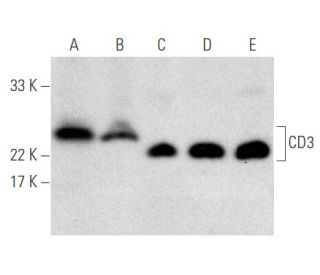 CD3 Antibody (PC3/188A) - Western Blotting - Image 356536 