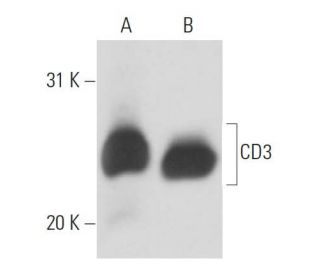 CD3 Antibody (PS1) - Western Blotting - Image 17114