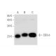 CD3-δ Antibody (F-1) - Western Blotting - Image 58277 