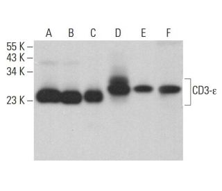 CD3-&epsilon; Antibody (A-1) - Western Blotting - Image 380478 