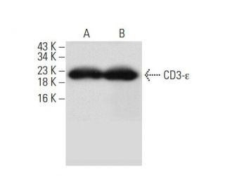CD3-&epsilon; Antibody (H-12) - Western Blotting - Image 61849 