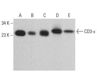 CD3-&epsilon; Antibody (LE-CD3) - Western Blotting - Image 382683