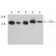 CD3-ε Antibody (LE-CD3) - Western Blotting - Image 382683