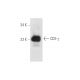 CD3-γ Antibody (E-2) - Western Blotting - Image 14552