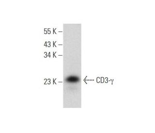 CD3-&gamma; Antibody (E-2) - Western Blotting - Image 318557 