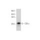 CD3-γ Antibody (E-2) - Western Blotting - Image 318557 