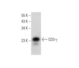 CD3-&gamma; Antibody (H-6) - Western Blotting - Image 318558 