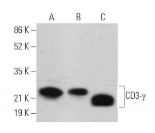 CD3-&gamma; Antibody (H-7) - Western Blotting - Image 373474 