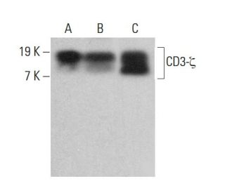 CD3-&zeta; Antibody (3F67) - Western Blotting - Image 380704 