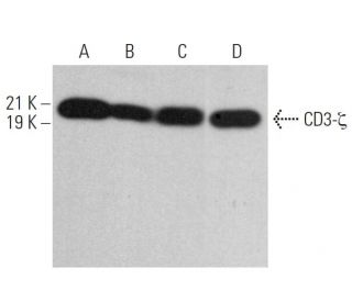 CD3-&zeta; Antibody (D-4) - Western Blotting - Image 379391 