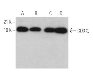 CD3-&zeta; Antibody (E-3) - Western Blotting - Image 370882 