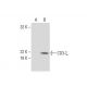 CD3-ζ Antibody (H146-968) - Western Blotting - Image 133816