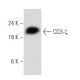 CD3-ζ Antibody (H146-968) - Western Blotting - Image 354308 