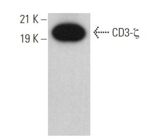 CD3-&zeta; Antibody (H146-968) - Western Blotting - Image 379374 