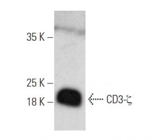 CD3-ζ Antibody (D-4) - Western Blotting - Image 353746