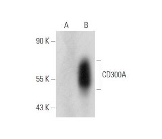 CD300A Antibody (MEM-260) - Western Blotting - Image 344721Each CRISPR/Cas9 Knockout (KO) Plasmid product consists of a pool of 3 plasmids designed to ensure identification and cleavage of a specific gene for maximum knockout efficiency. Each plasmid encodes a unique 20 nt sequence derived from the GeCKO (v2) library.