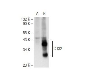 CD32-A/B/C Antibody (C-7) - Western Blotting - Image 93690