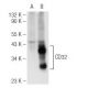 CD32-A/B/C Antibody (C-7) - Western Blotting - Image 93690