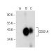 CD32-A/C Antibody (B-3) - Western Blotting - Image 146539