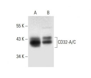 CD32-A/C Antibody (B-3) - Western Blotting - Image 301422 