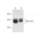 CD32-A/C Antibody (B-3) - Western Blotting - Image 301422 