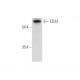 CD33 Antibody (B-3) - Western Blotting - Image 314047 