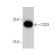CD33 Antibody (B-3) - Western Blotting - Image 356182