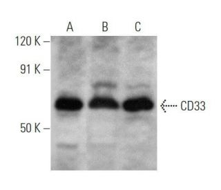 CD33 Antibody (B-3) - Western Blotting - Image 356302 