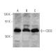 CD33 Antibody (B-3) - Western Blotting - Image 356302 