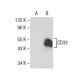 CD33 Antibody (E-6) - Western Blotting - Image 154533