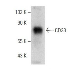 CD33 Antibody (E-6) - Western Blotting - Image 358456 